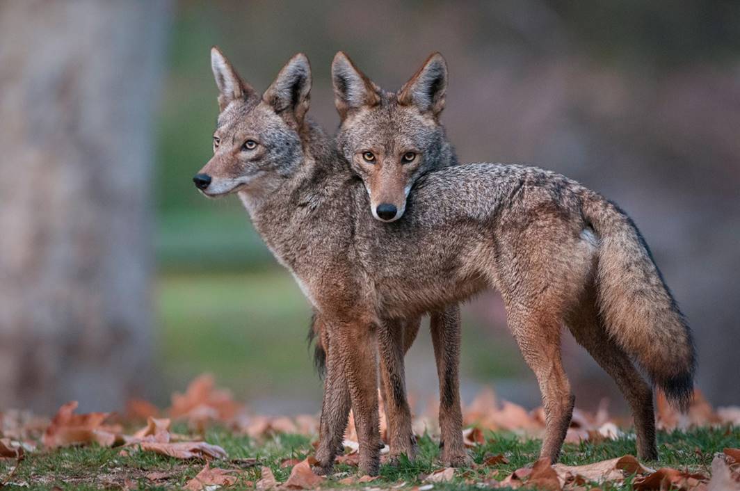 Image result for images of coyotes