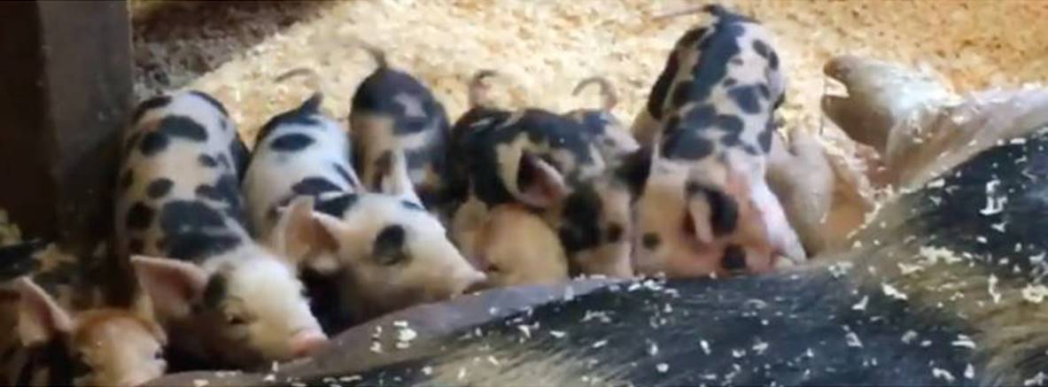 WATCH: Piglets Born At Natick Organic Farm 