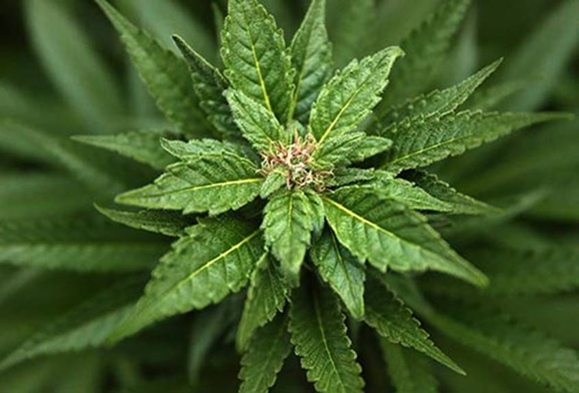 Image result for IMAGES OF MARIJUANA