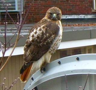Description: Description: Description: Description: Description: Description: Description: Description: Description: Description: This red-tailed Hawk flew into Natick High last year. 