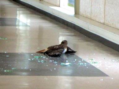 Description: Description: Description: Description: hawk1.JPG
